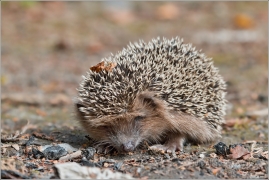 <p>JEŽEK ZÁPADNÍ (Erinaceus europaeus) snímek pořízen v Rychnově u Jablonce nad Nisou</p>